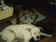 ozamericanbulldog.jpg