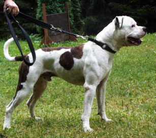 americanbulldog.jpg