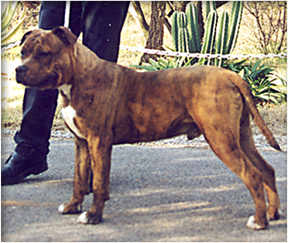 amstaff.jpg